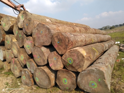 Gỗ tần bì cập cảng liên tục phục vụ khách hàng
