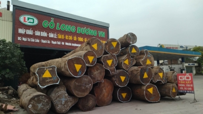Gỗ Lim Tròn Nam Phi Liên Tục Về Kho Bãi Long Dương