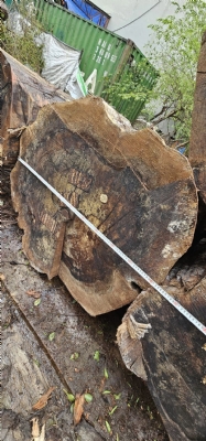 Óc chó Bắc Mỹ kính to 90cm đến 1,2m. Có bác nào ưng không ạ? Lh: 0988045958/ 0909377209