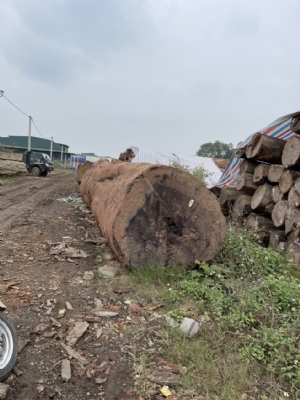 Mua gỗ MKB kính to đẹp, không nốt ở đâu?