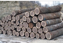 Gỗ Óc Chó Walnut Mỹ Nhập Khẩu
