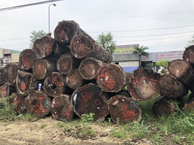 Óc chó Bắc mỹ, chất lượng 2SC sẵn tại kho Gỗ NK Long Dương. Bác nào vào việc alo bên em sớm để được giá tốt nhé ạ. Hotline: 0909377209/ 0988045958