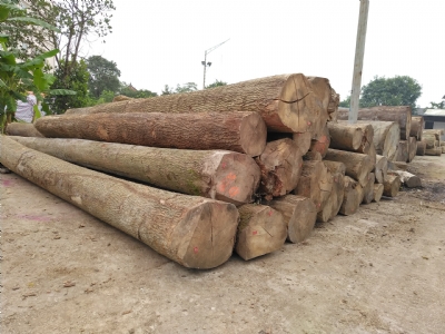 Tần Bì Cập Cảng Trước Tết 2019