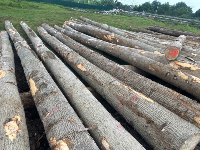 Lại nữa: vỏ mỏng, sạch, sóng ạ. Để đây và không nói gì. Bác nào cần alo: 0988045958/0909377209