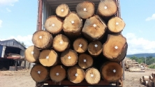 Gỗ Sồi Tròn