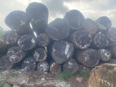 Gõ Pachy Nam Mỹ Về Kho Rất Nhiều