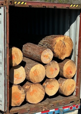 Thông Mỹ kính 50+ đầu tháng 8 về. Gỗ đẹp. Giá tốt. Kính mời quý khách. Liên hệ: 0909377209/ 0988045958