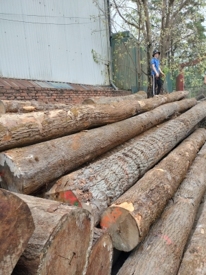 Tần bì tròn, tần bì xẻ sấy sẵn bên em vẫn cung cấp đều các bác nhé. Cần loại nào khách cứ alo bên em ạ. Hotline: 0909377209/ 0988045958