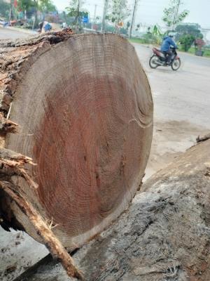 Sồi Mỹ tròn kho bên em vẫn còn sl có hạn. Giá siêu rẻ. Khách cần qua lựa sớm hoặc alo để bên em lên đơn ạ: 0909377209/ 0988045958