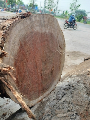 Sồi Mỹ đỏ hàng tươi rói, bóc Veneer thì tuyệt lắm nha các bác. BÁc nào vào việc qua kho em lấy sớm để được giá ưu đãi nha. Hotline: 0909377209/ 0988045958