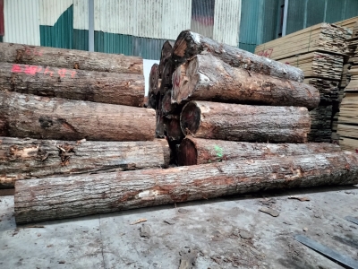 Mua gỗ Sồi đỏ giá rẻ ở đâu? Sồi Mỹ đỏ chất, màu đều đẹp sẵn tại kho Gỗ NK Long Dương. Số lượng có hạn. Bác nào vào việc nhanh tay alo chốt đơn kẻo hết ạ. Hotline: 0909377209/  0988045958