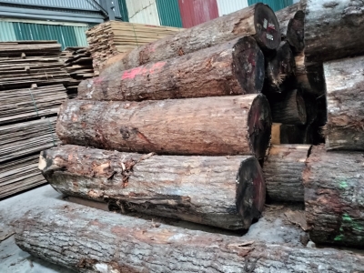 BÊN EM CÒN NHIỀU SỒI MỸ TRÒN CÁC BÁC Ạ. CẦN KÍNH TO NHỎ NHƯ NÀO CÁC BÁC CHỈ CẦN NHẤC MÁY ALO, CÒN LẠI MỌI VIỆC ĐỂ BÊN EM LO CÁC BÁC NHÉ. HOTLINE: 0909377209/ 0988045958