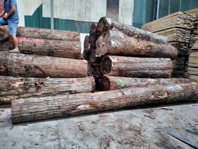Sồi Mỹ tròn chất lượng 4SC bên em vẫn còn các bác nhé. Số lượng có hạn. Bác nào quan tâm qua kho em( Gỗ Long Dương, Ngã 4 Cầu Liêu, Thạch xá, Thạch Thất, HN) lựa sớm kẻo hết ạ. Hotline: 0909377209/ 0988