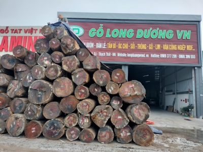 Mua gỗ Sồi giá rẻ ở đâu? Sồi Mỹ tròn, sồi xẻ trong nước, sồi tấm nhập nguyên kiện bên em sẵn kho sll. Khách cần alo bên em sớm để được lì xì đầu năm nhé ạ. Hotline: 0909377209/ 0988045958