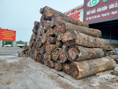 Thanh lý một số mặt hàng tại kho, bãi bên em: Óc chó, Sồi, Tần bì, Me tây, Thông.....Khách hàng quan tâm vui lòng liên hệ sớm để được giá rẻ và phù hợp nhất ạ. Hotline: 0988045958/0909377209