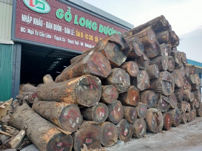 SỒI MỸ ĐỎ HÀNG 4SC vừa về kho. Giá ưu đãi. Kính mời quý khách qua lựa ạ. Lh hotline: 0909377209/ 0988045958