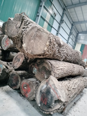 Óc chó tròn 2SC và 3SC kho em còn sl ít cần thanh lý cho rộng kho. Bác nào vào việc qua lấy sớm để được giá tốt nhé ạ. Hotline: 0909377209/ 0988045958