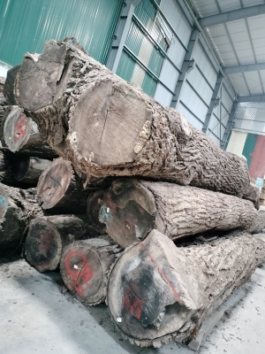 Óc chó Bắc Mỹ hàng 2SC sẵn tại kho Gỗ NK Long Dương. Khách cần liên hệ hotline để được tư vấn, chốt đơn ạ: 0909377209/ 0988045958