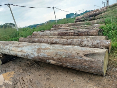 Hồng Diệp về thêm ạ. Chất đanh cứng, vân đẹp. Các bác thợ đã làm thử và rất ưng ạ. Lh đến xem thực tế và chốt đơn ạ, hotline: 0988045958/ 0909377209