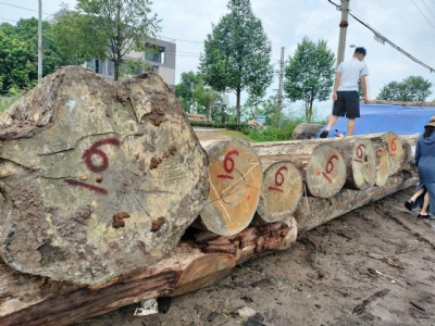Gỗ Hồng Diệp. Kho, bãi em còn nhiều. Chất đanh cứng, vân đẹp. Giá tốt. Khách quan tâm qua xem chắc chắn sẽ không thất vọng đâu ạ. Hotline: 0988045958/ 0909377209