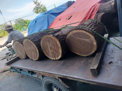 Óc chó xẻ sấy trong nước 2p đến12p sẵn kho Gỗ NK Long Dương. Giá rẻ. Kính mời quý khách liên hệ: 0988045958/ 0909377209