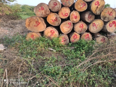 Gỗ Hồng Diệp vừa về thêm. Chất đanh cứng, chắc gỗ, vân đẹp. Giá rẻ bằng nửa giá tần bì thôi ạ. Kính mời quý khách. Liên hệ tư vấn chốt đơn: 0988045958/0909377209