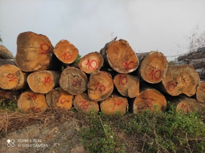 Bạch đàn Brazil chất đanh cứng, vân đẹp. Kính mời quý khách lên đơn ạ. Lh: 0988045958/0909377209