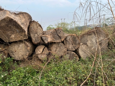 Me tây tròn bên em bán thanh lý nốt giá rẻ. Bác nào quan tâm alo em sớm ạ: 0988045958/ 0909377209
